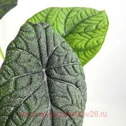 �������� Alocasia Melo 10