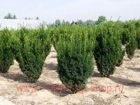 ���� ������� Hillii 14