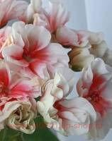 ���������� ��-��� 267