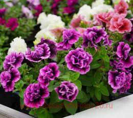  Sweet Sunshine Compact Hot Pink Veins 195