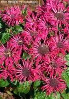  Pocahontas Red Rose 3