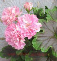 ���������� Odensjö Made in Sweden 266