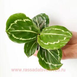 ������� Calathea Roseopicta Green 16