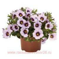  Bloomtastic Lavender Quartz 32