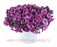  SPLASH DANCE PURPLE POLKA 36