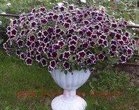  Cascadias Rim Magenta 62