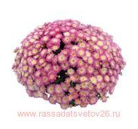  Shore Appleblossom 64