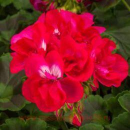 ���������� Calliope� M Hot Pink 224