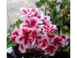   Clarion 	Salmon with Eye 103