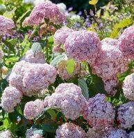  Candybelle&#174; Lollypop/Bubblegum 19