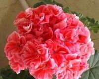 ���������� ���������� Lake 102