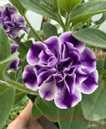 ������� Blueberry Twist 70