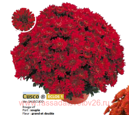 ���������� Cusco 1