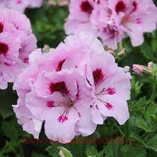   Elegance Lavendel Splashed 97