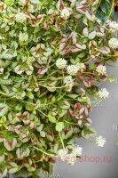  Trifolium ANGEL CLOVER Jade