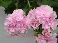 ���������� Chiffon 