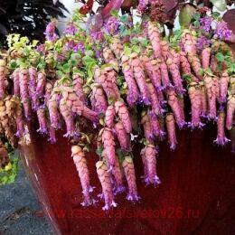  ()  AMETHYST FALLS 7