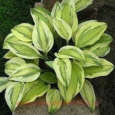  Captain's Adventure 71