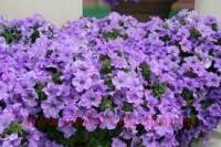  Surfinia Heavenly blue