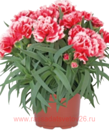  MEDITERRANEO Java 72