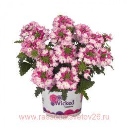  Wicked Dark Pink Confetti Garden 8