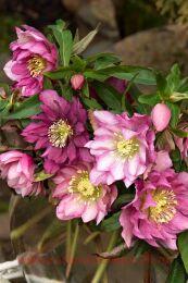  Double Light Rose 13