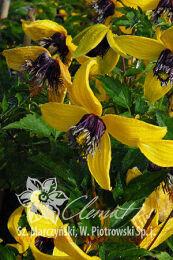 �������� ������ GOLDEN TIARA� 'Kugotia'PBR 81