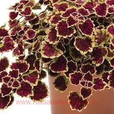   Great Falls Niagara 2