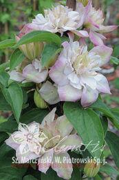  'Innocent Blush' (' ') PBR 22