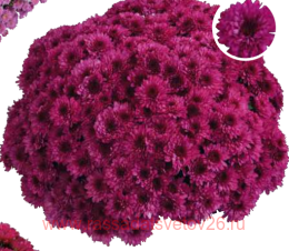 ���������� Jamia 4