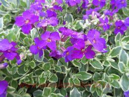  Dr. Mules Variegated