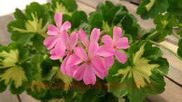   Happy Thought Pink 10