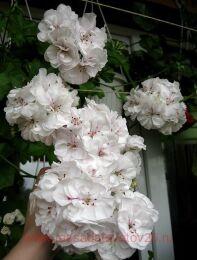 ���������� ������������ PAC Sybil White14