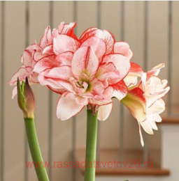 ����������� STRIPED AMADEUS 1
