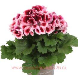   Elegance Pauline 113