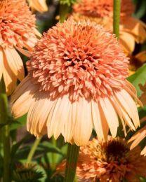 �������� ��������� Supreme� Cantaloupe 1