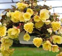   FRAGRANT FALLS&#174; LEMON 21