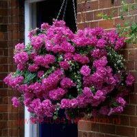  Tumbelina Candyfloss 101