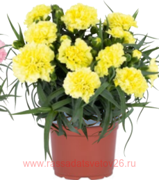  MEDITERRANEO ceoc 74