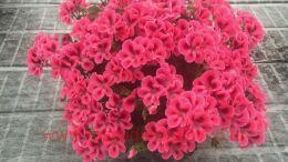   REGALIA Salmon Orange 74