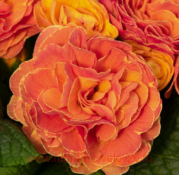 ������� belarina tangerine twist 74