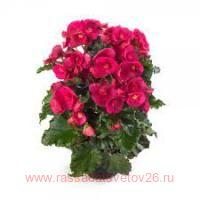  BK COLLECTION EVI 	Bright Pink 48