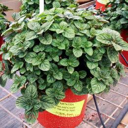  Berries and Cream ( - 19