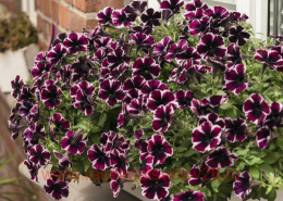  Sweetunia Miss Marvelous 75