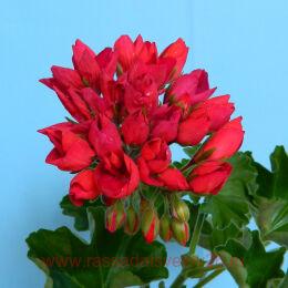 ���������� �������������� Lilian Andrea 0