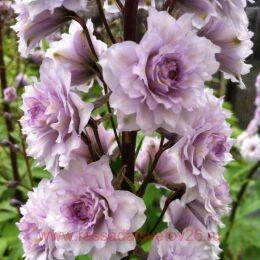   Highlander Cha Cha 2