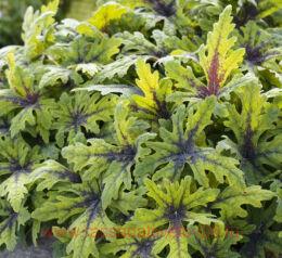 �������� Timbuktu (��������) 250