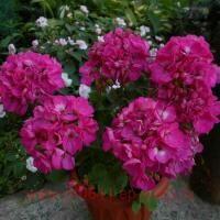 ���������� �������� Bold Joy 0