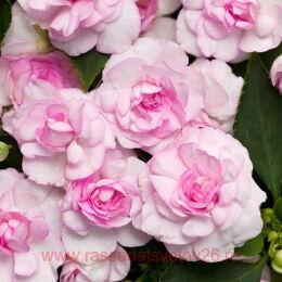  Musica Princess Pink 11