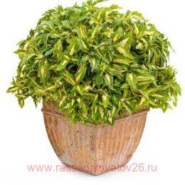  LANELOT Alligator Tears 75